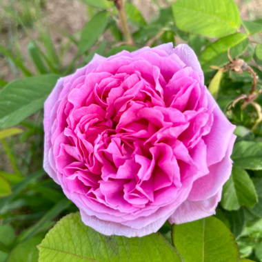 rosa antica