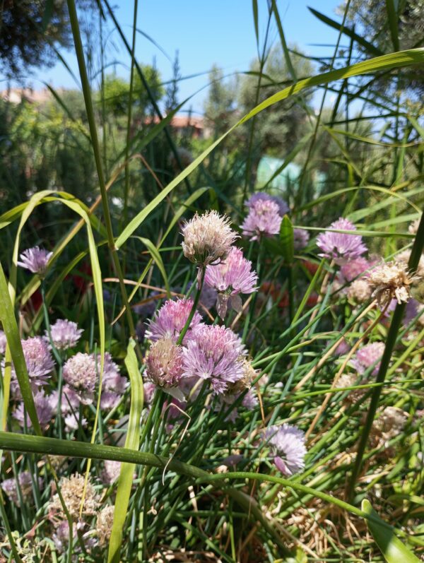 ERBA CIPOLLINA (Allium schoenoprasum) pianta aromatica e officinale