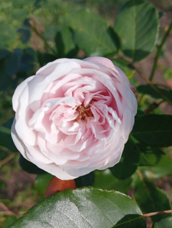 MARIE DERMAR rosa antica Noisette rampicante piccola