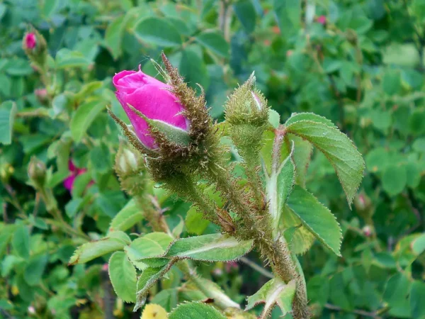 CENTIFOLIA MUSCOSA rosa antica centifolia cespuglio arbusto media