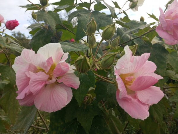 IBISCO MUTEVOLE (HIBISCUS MUTABILIS) pianta ornamentale e officinale