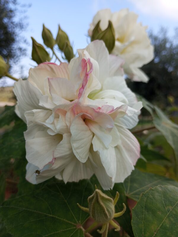 IBISCO MUTEVOLE (HIBISCUS MUTABILIS) pianta ornamentale e officinale - immagine 2