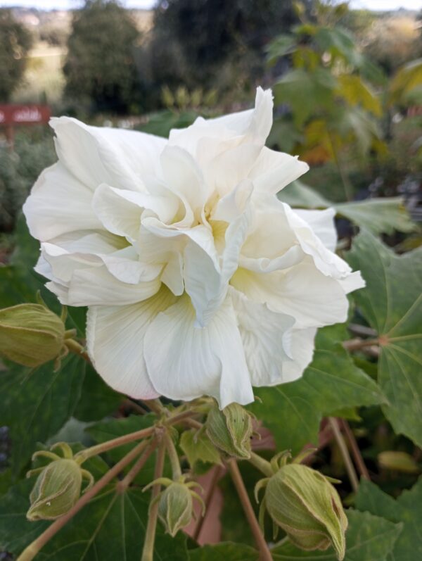 IBISCO MUTEVOLE (HIBISCUS MUTABILIS) pianta ornamentale e officinale - immagine 3