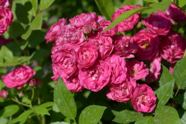 DINKY rosa antica moschata cespuglio arbusto piccolo