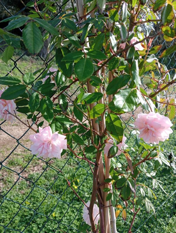 CÉCILE BRÜNNER rosa antica chinensis rampicante grande - immagine 3