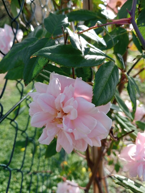 CÉCILE BRÜNNER rosa antica chinensis rampicante grande