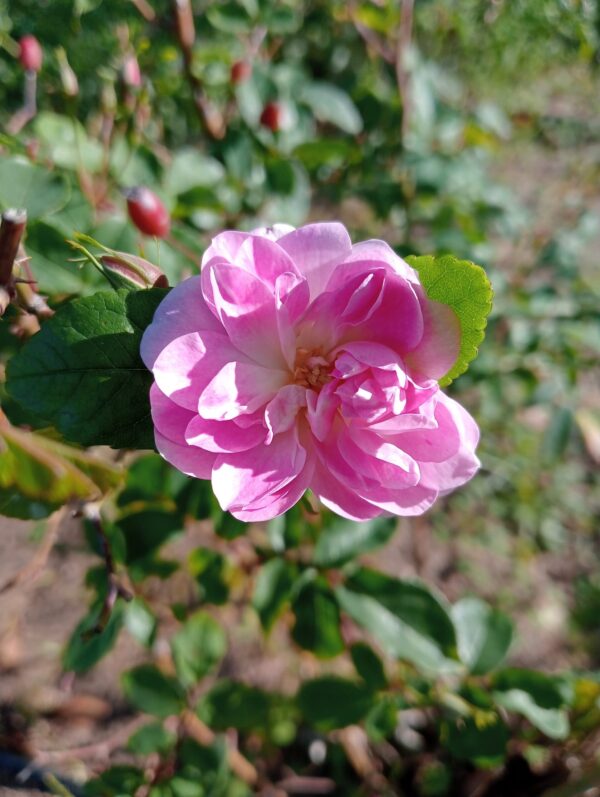 CHAMPNEY'S PINK CLUSTER rosa antica Noisette sarmentosa grande