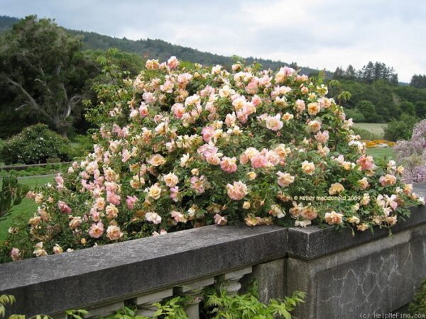 FORTUNE'S DOUBLE YELLOW rosa antica tea cespuglio arbusto grande