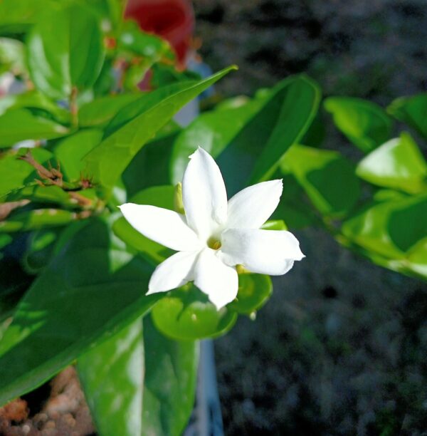 JASMINUM SAMBAC pianta ornamentale