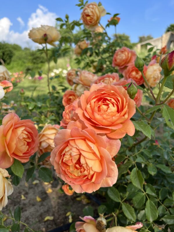 LADY OF SHALOTT rosa inglese David Austin cespuglio arbusto grande