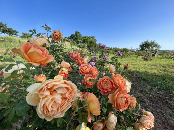 LADY OF SHALOTT rosa inglese David Austin cespuglio arbusto grande - immagine 2