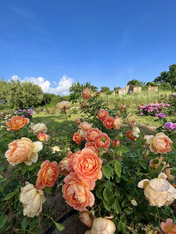 LADY OF SHALOTT rosa inglese David Austin cespuglio arbusto grande - immagine 3