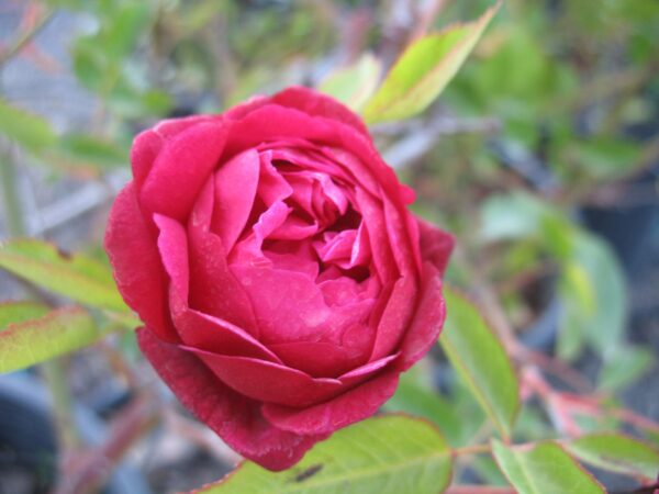 LOUIS PHILIPPE rosa antica chinensis cespuglio arbusto grande