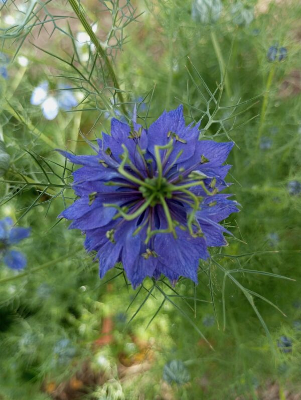 NIGELLA DAMASCENA pianta ornamentale