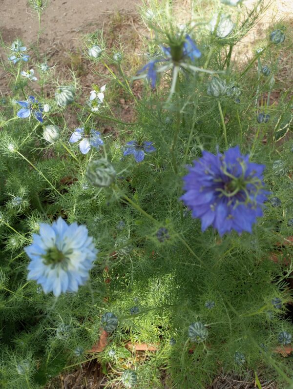 NIGELLA DAMASCENA pianta ornamentale - immagine 2