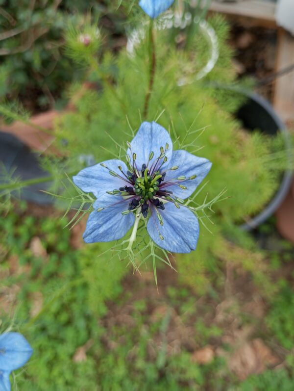 NIGELLA DAMASCENA pianta ornamentale - immagine 3