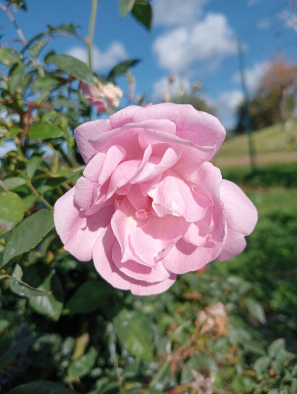 OLD BLUSH rosa antica chinensis cespuglio arbusto grande - immagine 2