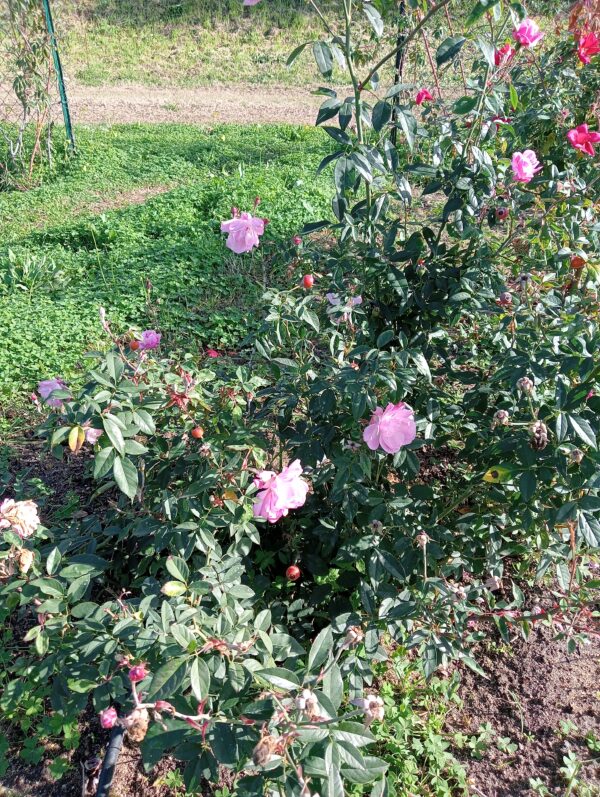 OLD BLUSH rosa antica chinensis cespuglio arbusto grande - immagine 4