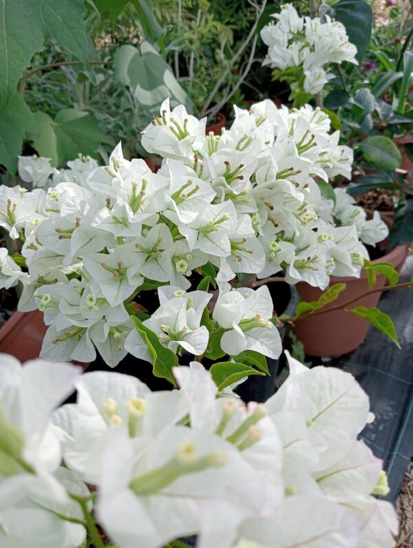 BOUGAINVILLEA (bianco) pianta ornamentale rampicante