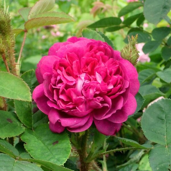 EUGENIE GUINOISSEAU rosa antica muscosa cespuglio arbusto grande