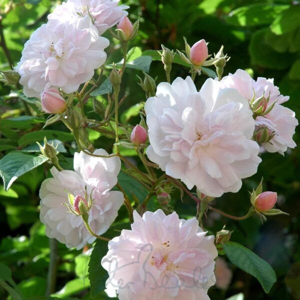 PAUL'S HIMALAYAN MUSK rosa antica synstylae rampicante grande